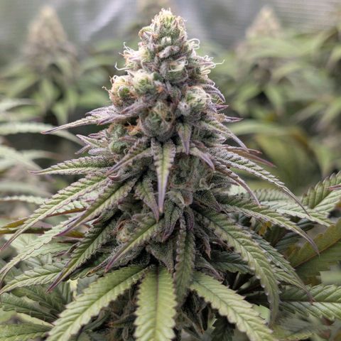 Blueberry Muffin growlog timeline photo