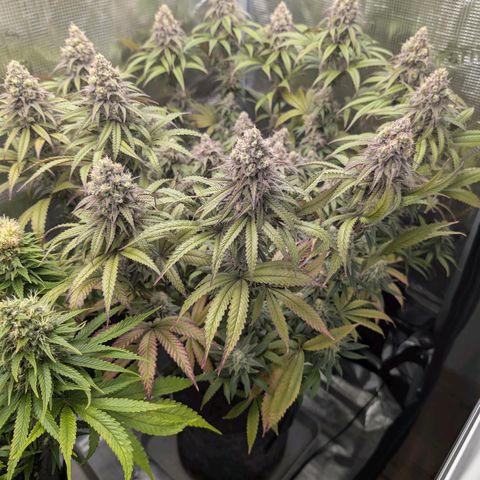 Blueberry Muffin growlog timeline photo