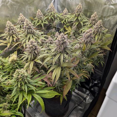 Blueberry Muffin growlog timeline photo