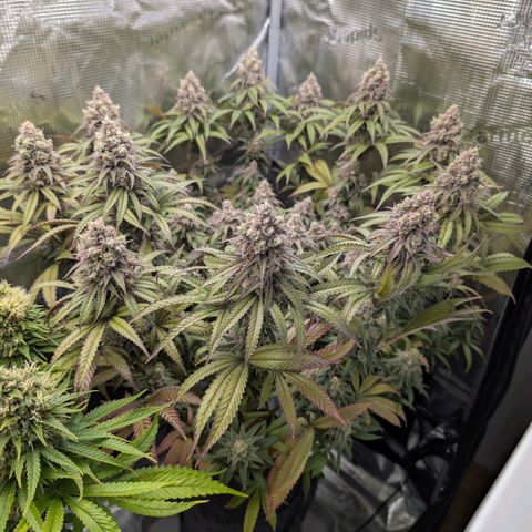 Blueberry Muffin growlog timeline photo