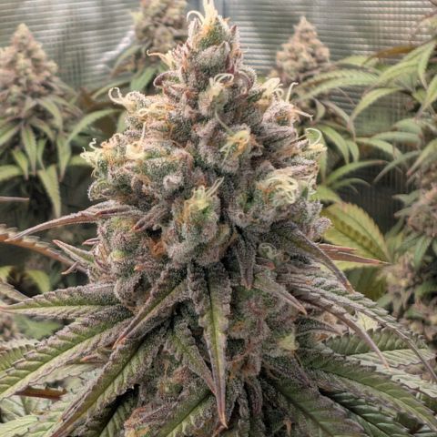 Blueberry Muffin growlog timeline photo