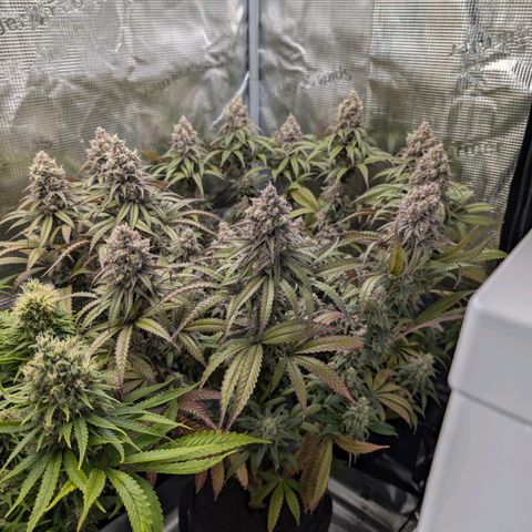 Blueberry Muffin growlog timeline photo