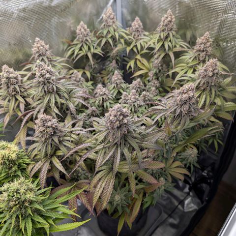 Blueberry Muffin growlog timeline photo