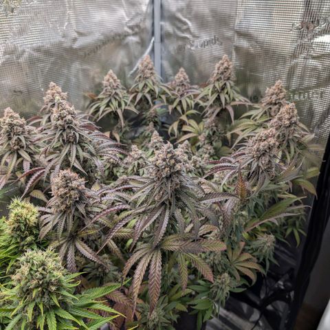 Blueberry Muffin growlog timeline photo