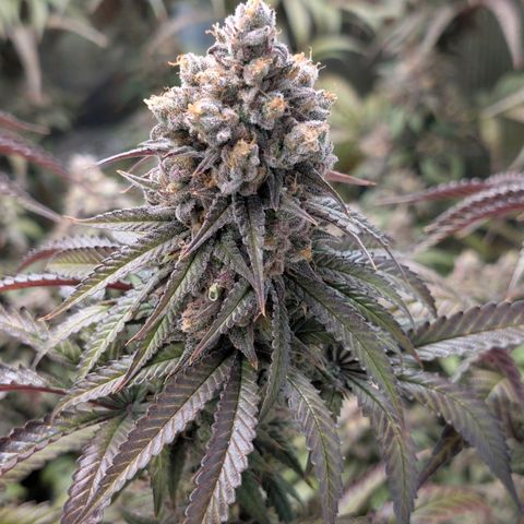Blueberry Muffin growlog timeline photo