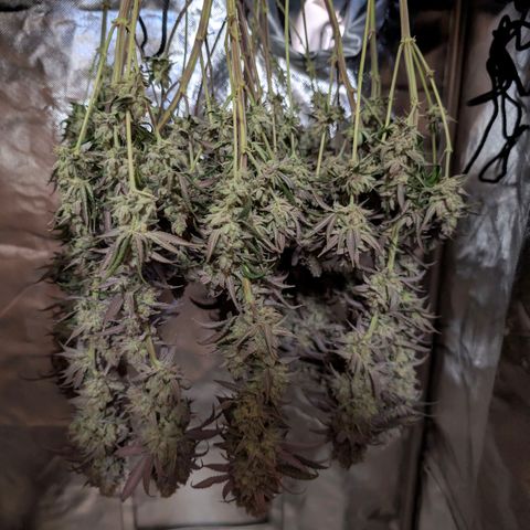 Blueberry Muffin growlog timeline photo
