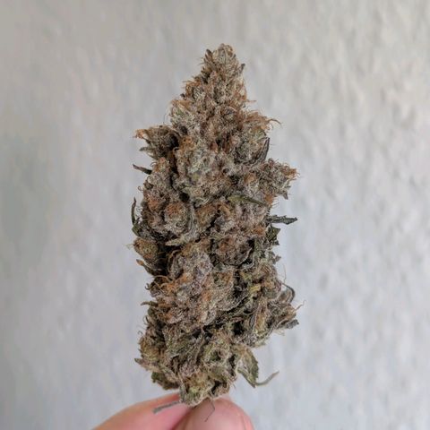 Blueberry Muffin growlog timeline photo