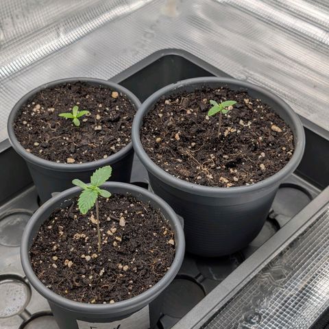 End Game Rbx EC#4 growlog timeline photo