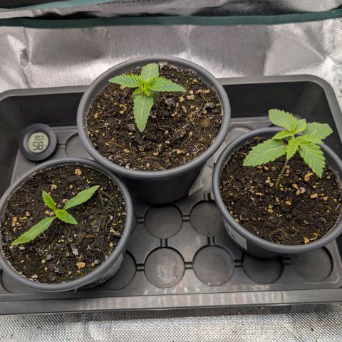 End Game Rbx EC#4 growlog timeline photo