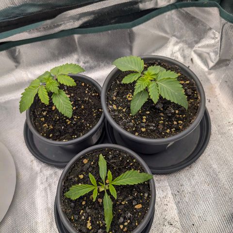 End Game Rbx EC#4 growlog timeline photo