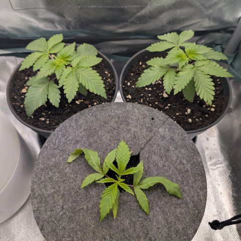 End Game Rbx EC#4 growlog timeline photo