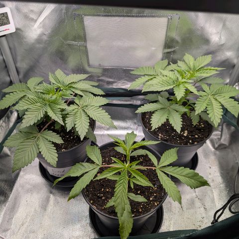 End Game Rbx EC#4 growlog timeline photo