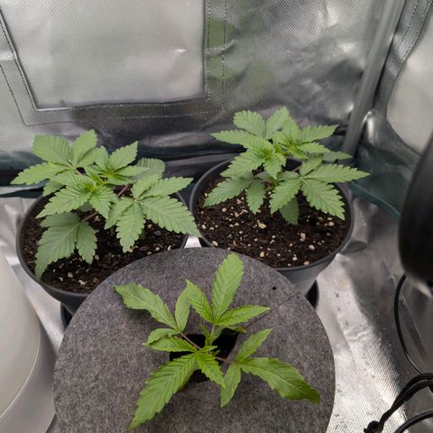 End Game Rbx EC#4 growlog timeline photo
