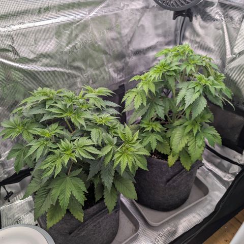 End Game Rbx EC#4 growlog timeline photo