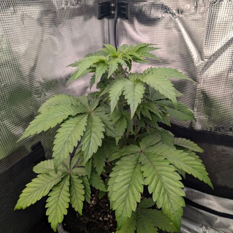 End Game Rbx EC#4 growlog timeline photo