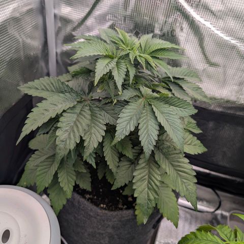 End Game Rbx EC#4 growlog timeline photo