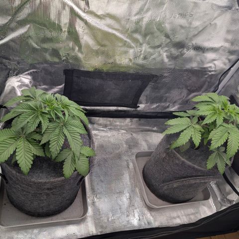 End Game Rbx EC#4 growlog timeline photo
