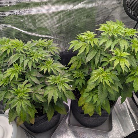 End Game Rbx EC#4 growlog timeline photo