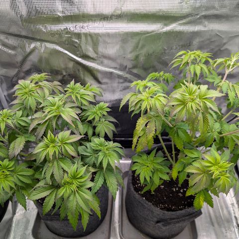 End Game Rbx EC#4 growlog timeline photo