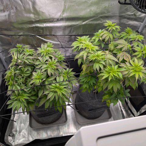 End Game Rbx EC#4 growlog timeline photo