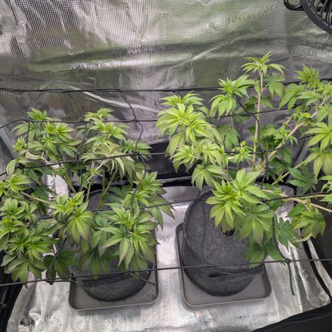 End Game Rbx EC#4 growlog timeline photo