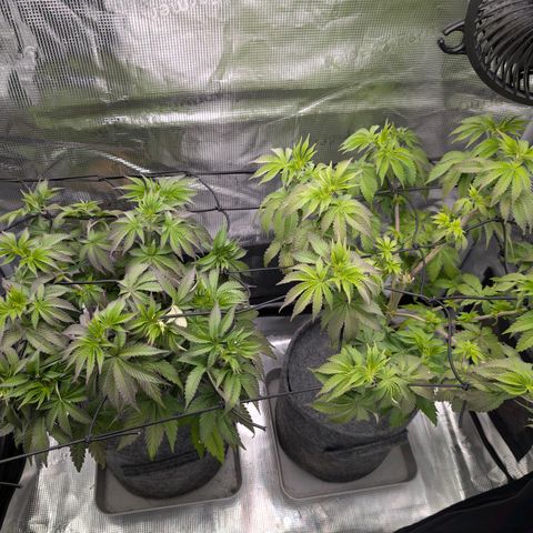 End Game Rbx EC#4 growlog timeline photo