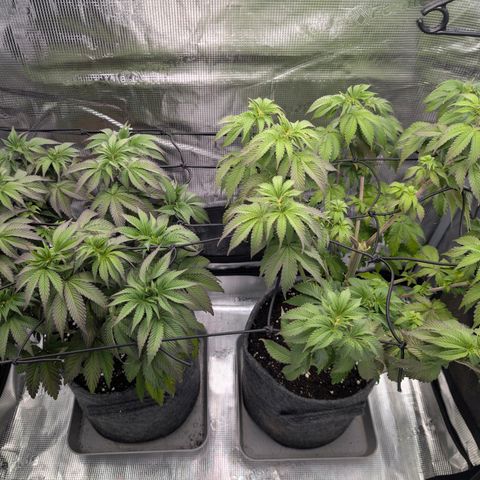 End Game Rbx EC#4 growlog timeline photo