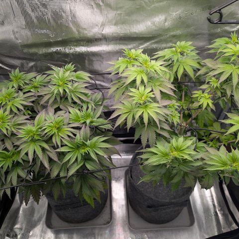 End Game Rbx EC#4 growlog timeline photo