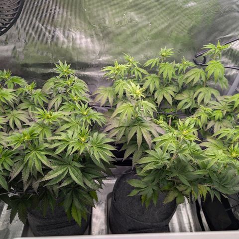 End Game Rbx EC#4 growlog timeline photo