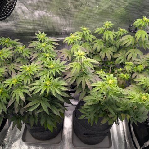 End Game Rbx EC#4 growlog timeline photo