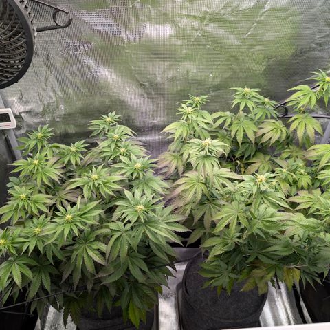 End Game Rbx EC#4 growlog timeline photo