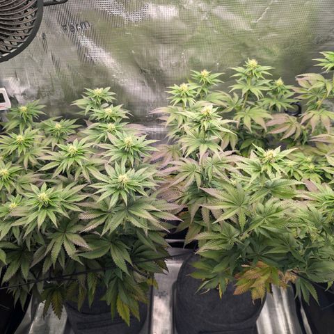 End Game Rbx EC#4 growlog timeline photo