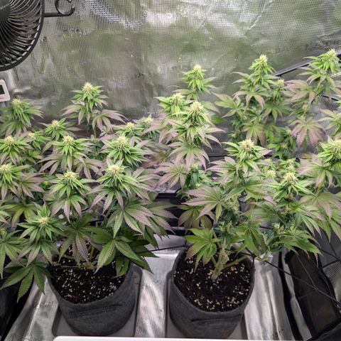 End Game Rbx EC#4 growlog timeline photo