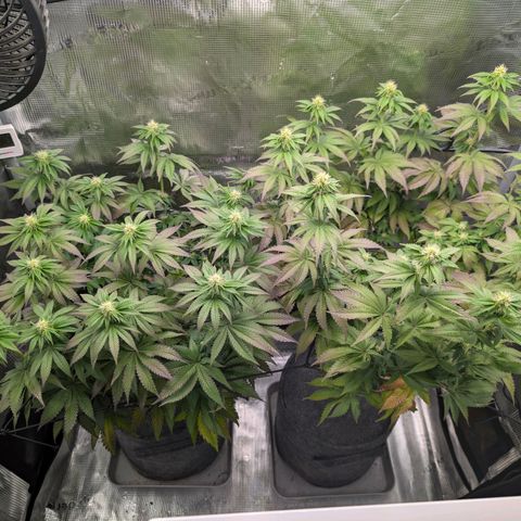 End Game Rbx EC#4 growlog timeline photo