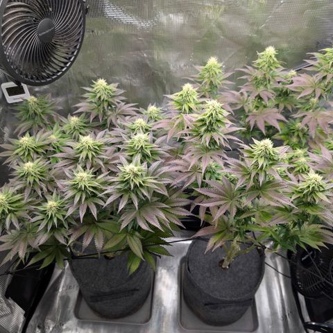 End Game Rbx EC#4 growlog timeline photo