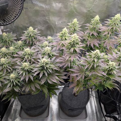 End Game Rbx EC#4 growlog timeline photo