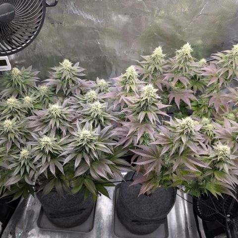 End Game Rbx EC#4 growlog timeline photo