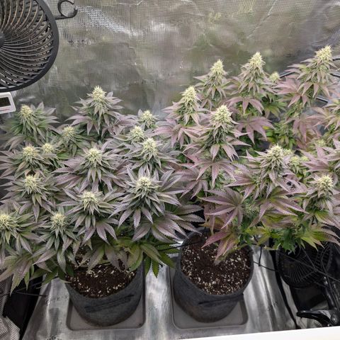 End Game Rbx EC#4 growlog timeline photo