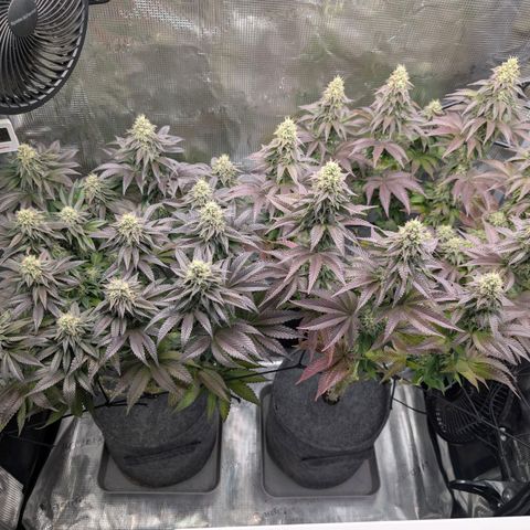 End Game Rbx EC#4 growlog timeline photo
