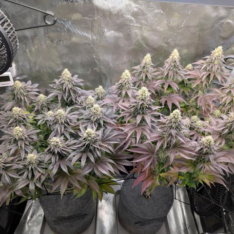 End Game Rbx EC#4 growlog timeline photo