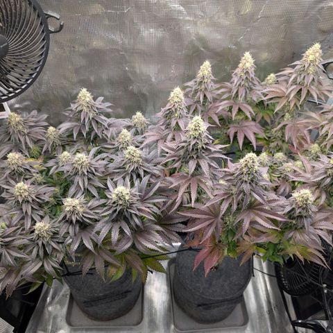 End Game Rbx EC#4 growlog timeline photo