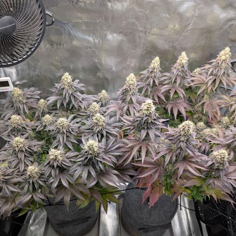 End Game Rbx EC#4 growlog timeline photo