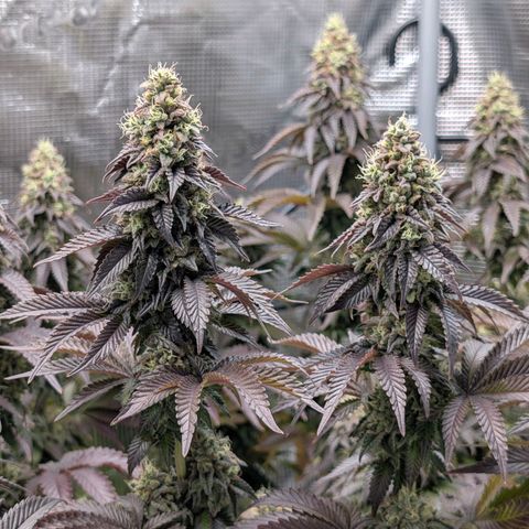 End Game Rbx EC#4 growlog timeline photo