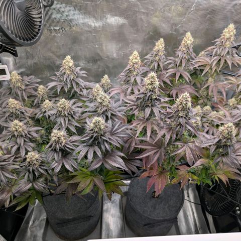 End Game Rbx EC#4 growlog timeline photo