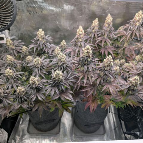 End Game Rbx EC#4 growlog timeline photo