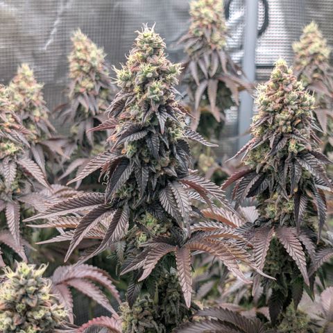 End Game Rbx EC#4 growlog timeline photo