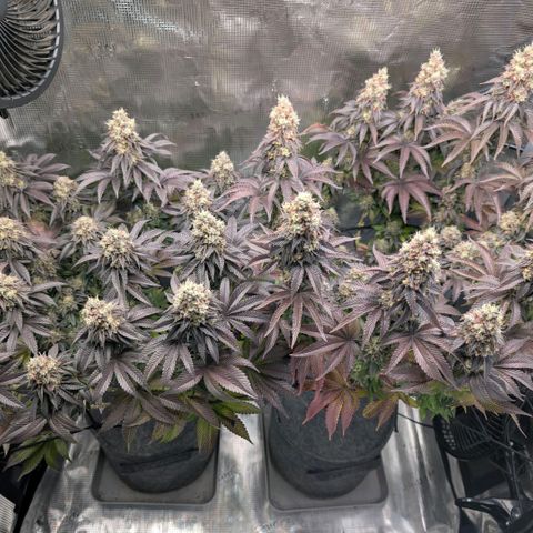 End Game Rbx EC#4 growlog timeline photo