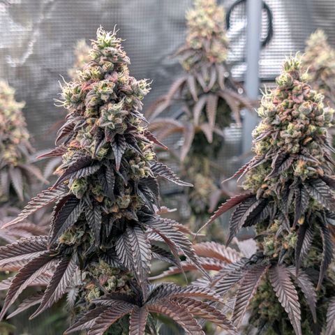 End Game Rbx EC#4 growlog timeline photo