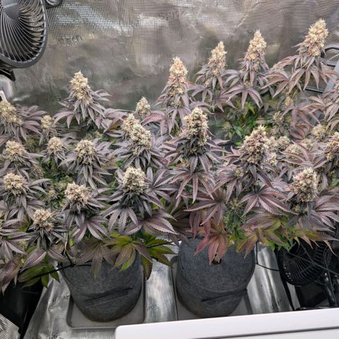 End Game Rbx EC#4 growlog timeline photo