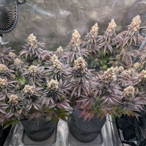 End Game Rbx EC#4 growlog timeline photo
